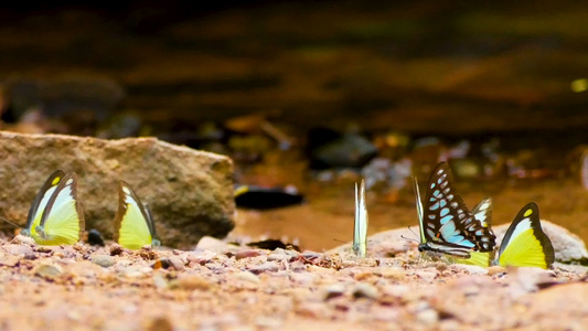 4k一组在地面移动蝴蝶翅膀和在河附近自然飞行的多彩蝴蝶视频
