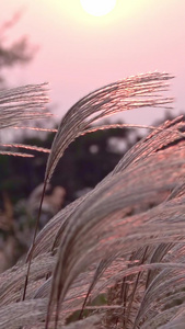 夕阳逆光下的芦苇荡夕阳余晖视频