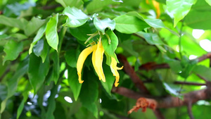 黄花放香香的芳香味脱脂是种黄色花朵的爬虫17秒视频