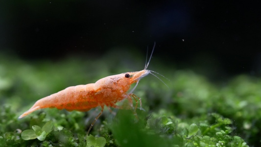 黄色矮黄侏儒虾在淡水水箱中食用水生土壤中的一些食物视频