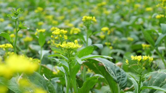 油菜花蜜蜂采蜜视频