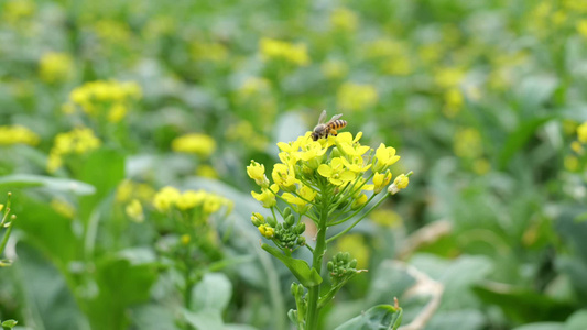 油菜花蜜蜂采蜜视频