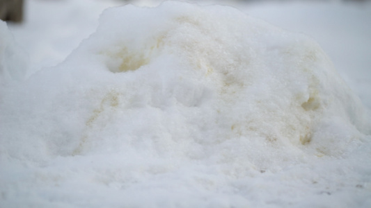 冬天下雪时黄狗尿视频