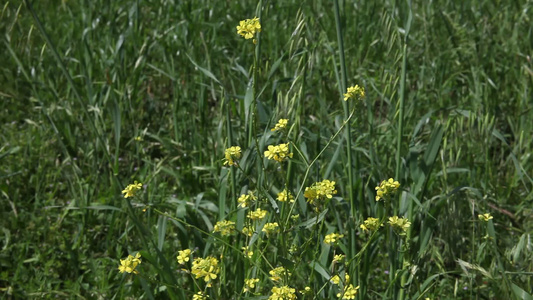 黄花在风中吹视频