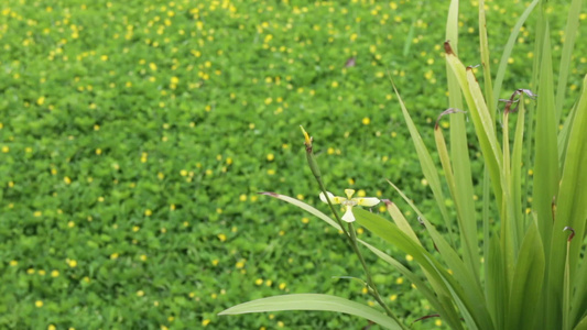 夏季黄黄色小花朵开花视频