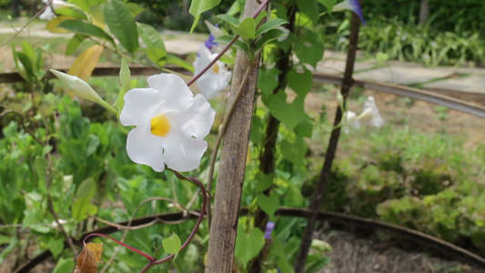 在植物园中开花的白花视频