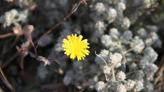 地上的黄花视频