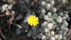 黄花11秒视频