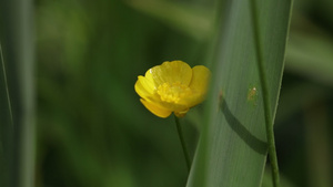 风中小黄花14秒视频