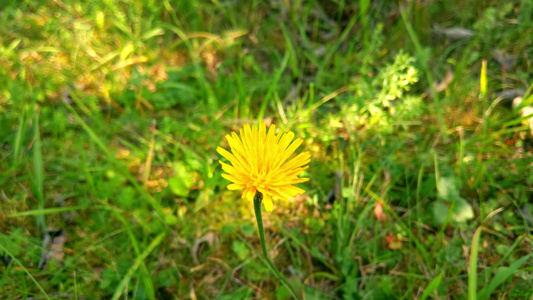 在一个绿色草原上的黄色山地上视频