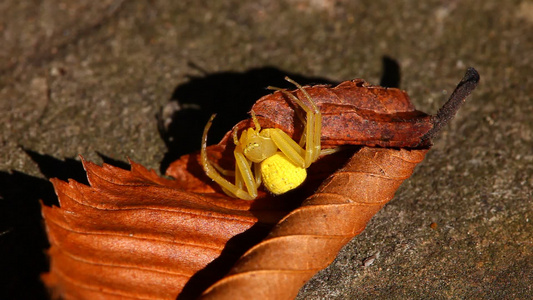 叶子中的黄螃蟹蜘蛛视频