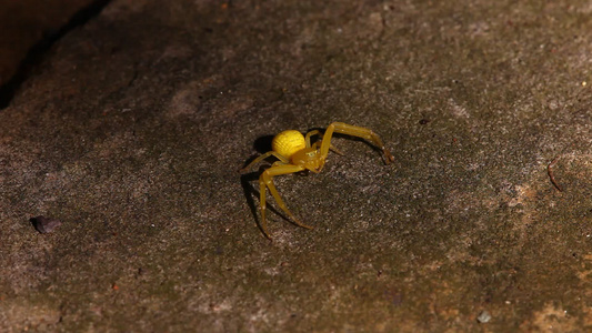 混凝土上的黄螃蟹蜘蛛视频