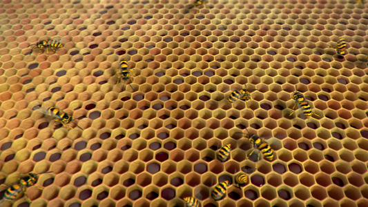 蜂巢中的黄蜂循环动画视频