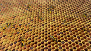 蜂巢中的黄蜂循环动画7秒视频