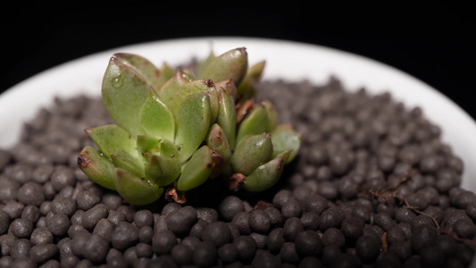 【镜头合集】奥利维亚多肉植物盆栽绿植视频