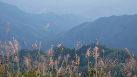 随风摇曳的芦苇 大自然美景[婆娑起舞]视频