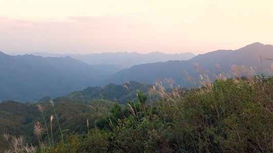 随风摇曳的芦苇 大自然美景视频