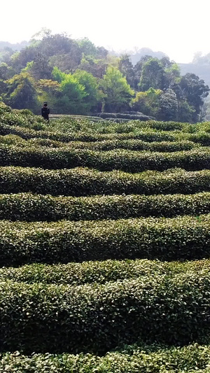 茶农采春茶茶文化27秒视频