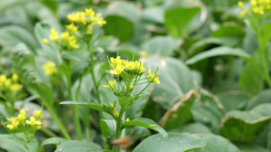 油菜花蜜蜂采蜜视频