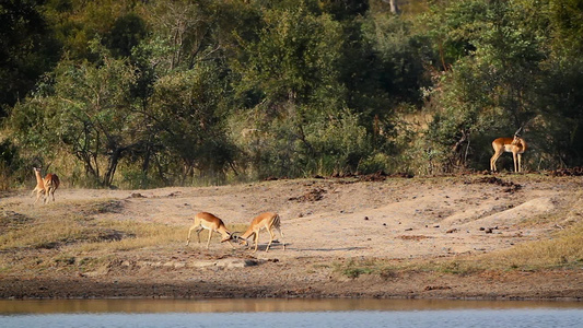 非洲南部Kruger国家公园的通用黑头鲸视频