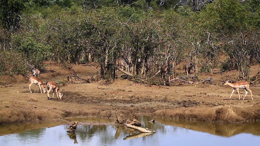 非洲南部Kruger国家公园中常见的Umpala和视频