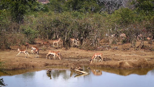 非洲南部Kruger国家公园的budala视频