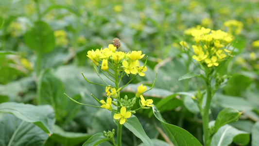 油菜花蜜蜂采蜜视频