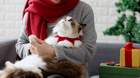  主人轻轻摆动着小猫的爪子视频