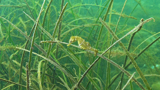黑海底萨湾海草的茂密处有短鼻海马河马峰视频