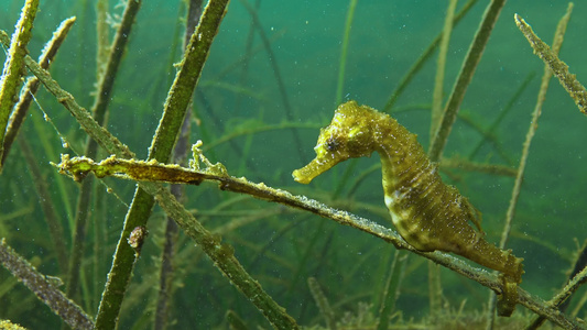 黑海底萨湾海草的茂密处有短鼻海马河马峰视频