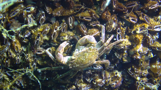 黑海小螃蟹躲在贝壳里小螃蟹隐藏在黑海中视频