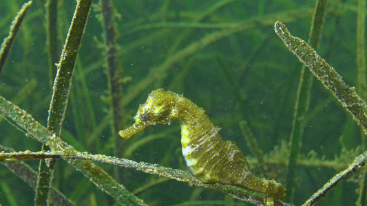 黑海底萨湾海草的茂密处有短鼻海马河马峰视频