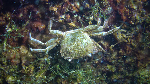 黑海小螃蟹躲在贝壳里14秒视频