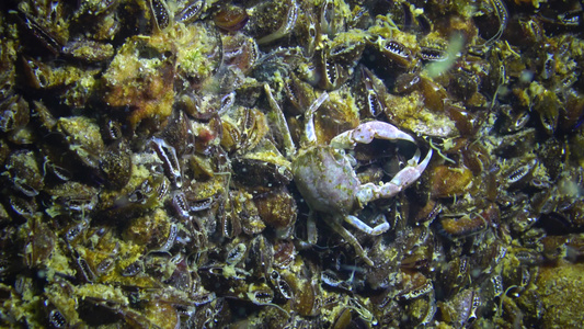 黑海小螃蟹躲在贝壳里小螃蟹隐藏在黑海中视频