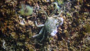 黑海小螃蟹躲在贝壳里12秒视频