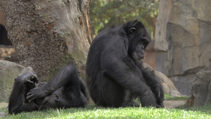 动物园的两只黑猩猩29秒视频