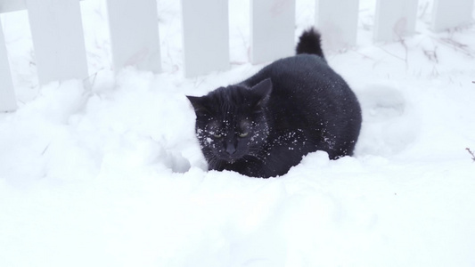 黑猫在雪地滑雪紧紧夹在雪中视频