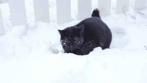 黑猫在雪地滑雪紧紧夹在雪中13秒视频
