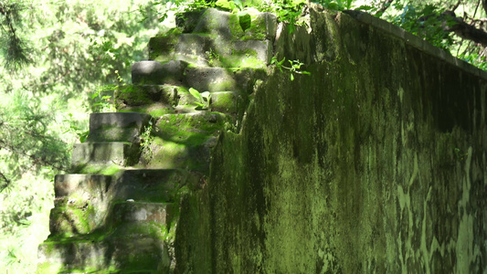 爬满青苔的古建筑神秘遗址砖墙视频