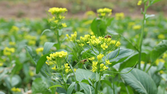 油菜花蜜蜂采蜜视频