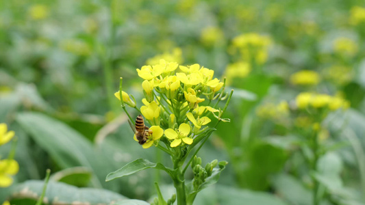 油菜花蜜蜂采蜜视频