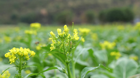 油菜花蜜蜂采蜜视频