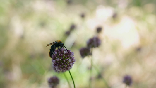 大黄蜂吃紫罗兰花的花蜜视频