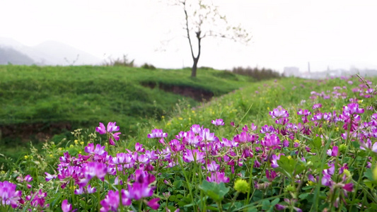 大自然乡村田园野花植物生态美景视频