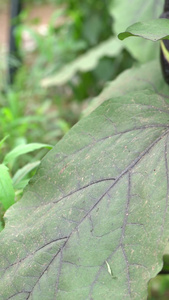 实拍小菜农家蔬菜视频