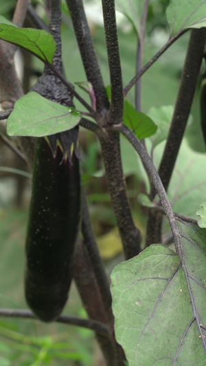 实拍小菜无害蔬菜68秒视频