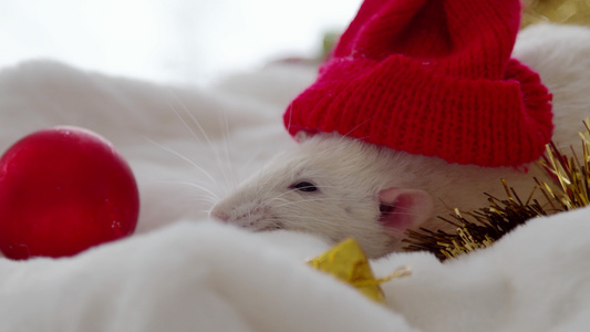 圣诞白老鼠视频