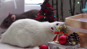 圣诞白老鼠8秒视频