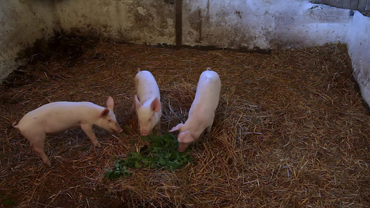 三只小猪在茅屋里视频