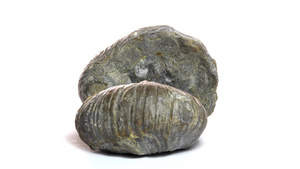 转盘桌上的石化焦拉西氏牡蛎36秒视频